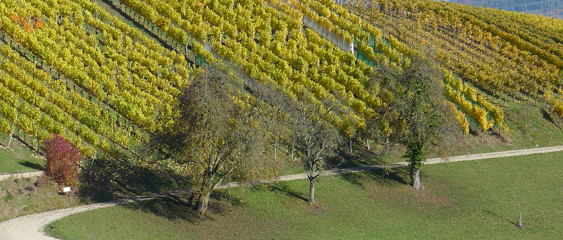 Herbst, Reben