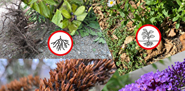 Abbildung über Pflanzen, die im Neophytensack entsorgt werden können