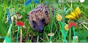 Wilde Nachbarn & Blühende NachbarschaftNaturschutzanlassin Horgen