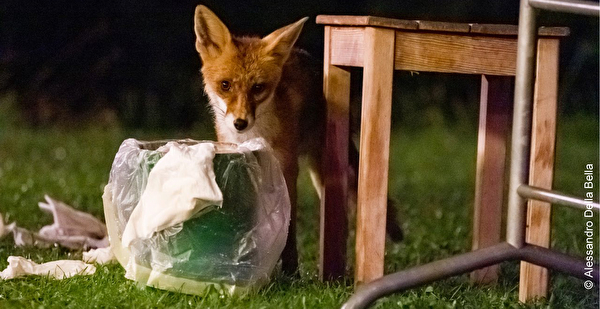 Fuchs im Siedlungsraum - Information für die Bevölkerung