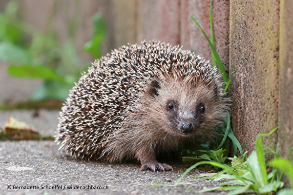 Exkursion Auf den Spuren von Igel & Co.