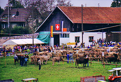 Viehprämierung