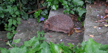 Igel auf einer Treppe