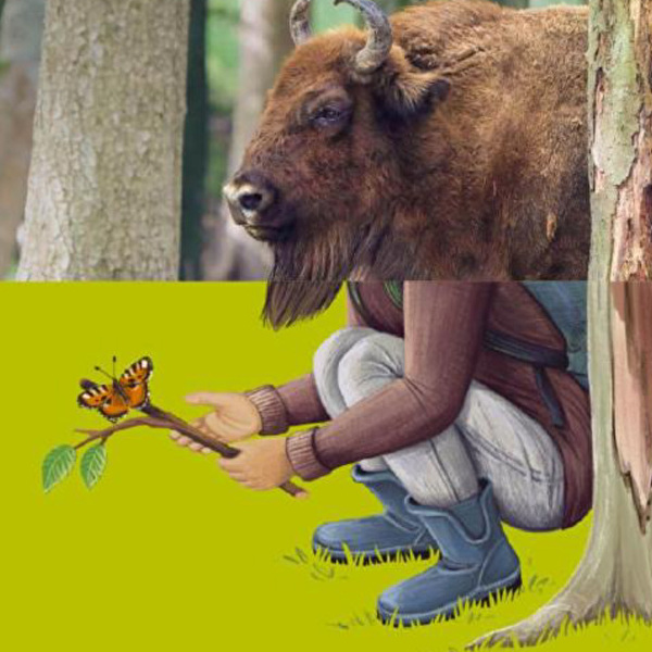 Scheinbare Gegensätze: Wisente und Schmetterlinge teilen sich oft einen Lebensraum (Bild: Wildnispark Zürich, Nadine Colin)