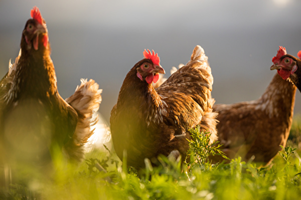 Geflügel, Hühner auf einer Wiese
