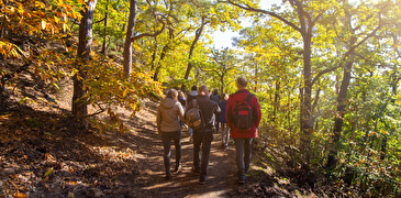 Menschen, die in einem sonnendurchfluteten Wald spazieren
