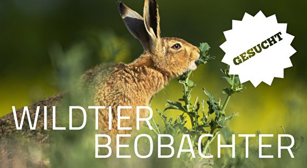 wildtiere melden bei wilde nachbarn zimmerberg