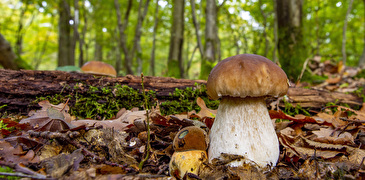 Pilz auf Waldboden