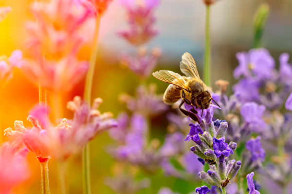 klimafreundliches gärtnern, der Klima-Garten