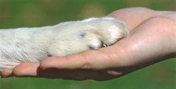 Foto Hand / Hundepfote