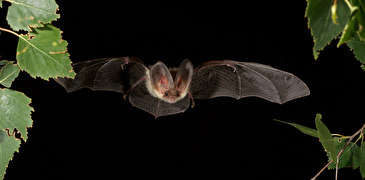 In der Schweiz gibt es 30 verschiedene Fledermausarten, das Foto zeigt ein Braunes Langohr (Plecotus auritus) im Flug.