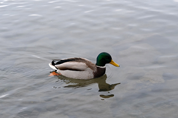 Ente