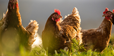 Geflügel, Hühner auf einer Wiese