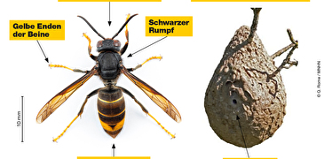 Asiatische Hornisse Übersicht der Merkmale