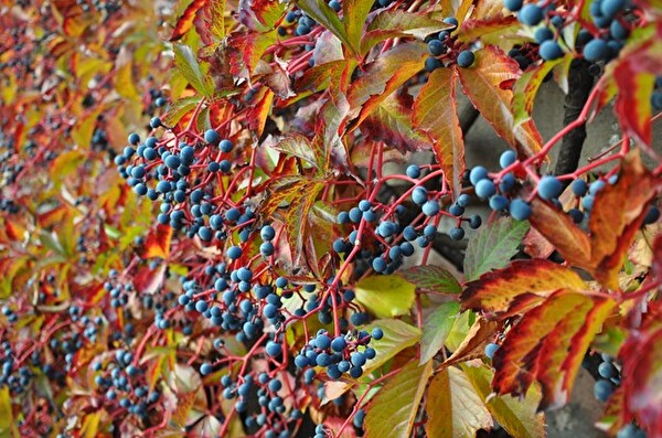 Typisch rote Herbstfärbung der Jungfernrebe mit blauschwarzen Beeren