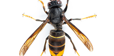 Asiatische Hornisse