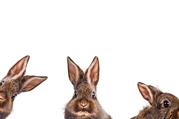 Öffnungszeiten / Pikettdienste über die Osterfeiertage