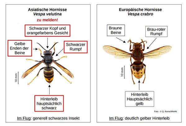 Asiatische Hornisse vs. Europäischen Hornisse