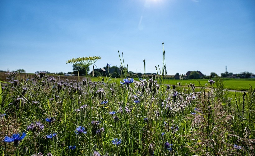 Blumenwiese