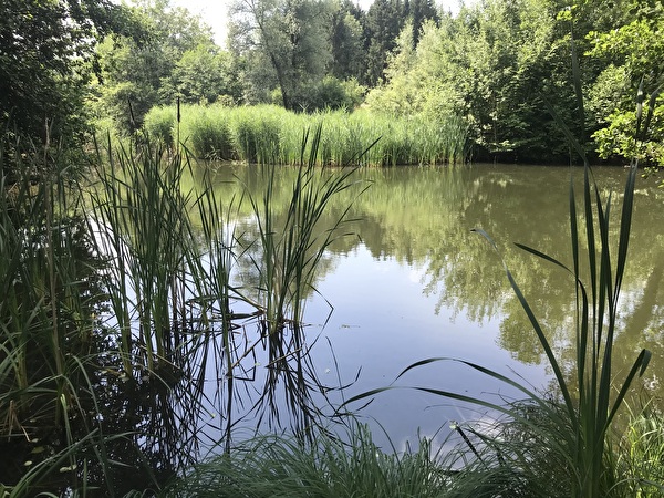 Kiesgrubenweiher Mesikon