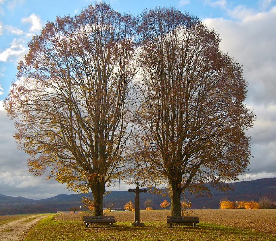 Baum Herbst Stimmung
