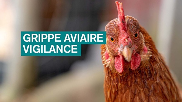 vigilance grippe aviaire