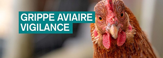 vigilance grippe aviaire