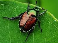 scarabée japonais