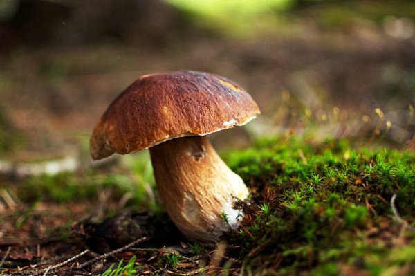 Steinpilz