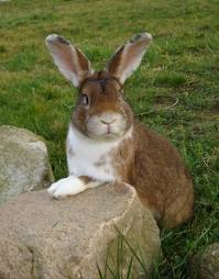 Osterhase Mümmelmann