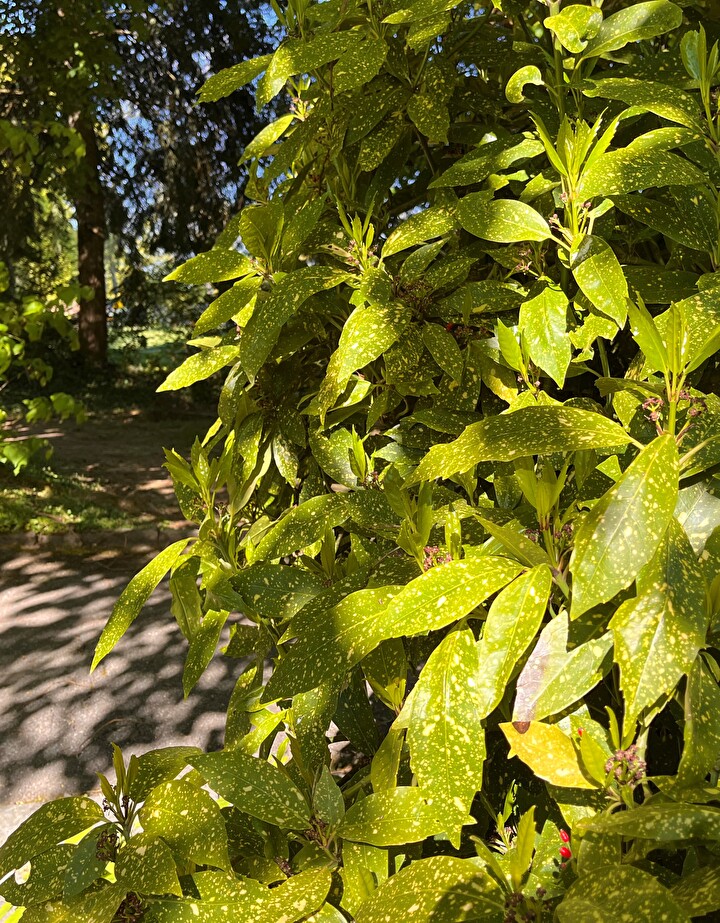 Hecken zurückschneiden