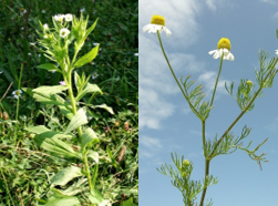 Einjähriges Berufkraut (l.) und Echte Kamille (r.) Bilder: Enrico Blasutto (CC 3.0), Andrea Moro (CC 3.0)