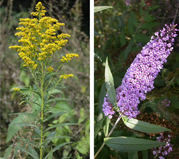 Kanadische Goldrute und Sommerflieder