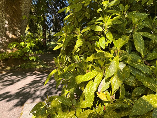 Hecken zurückschneiden