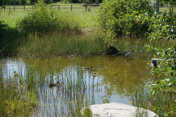 Teich Häberlimatte