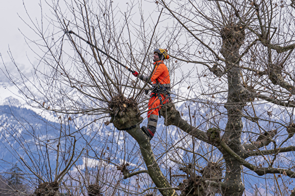 Baumpfleger im Baum