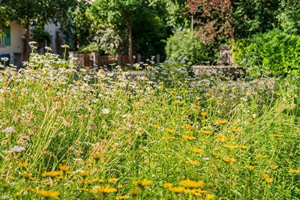 Blumenwiese.