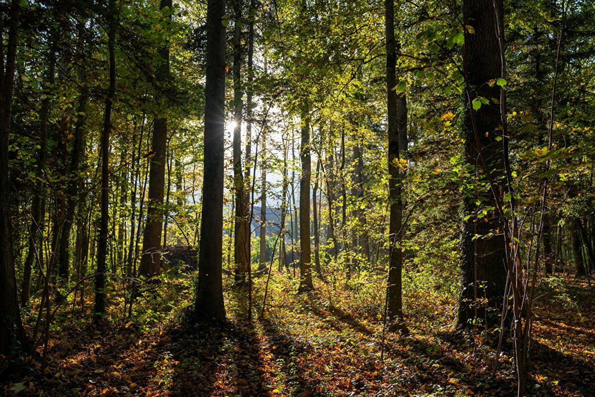 Stadt Thun - Zweite Etappe der ökologischen Aufwertung im Bonstettenpark