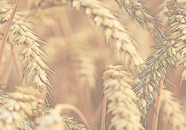 Image de blé