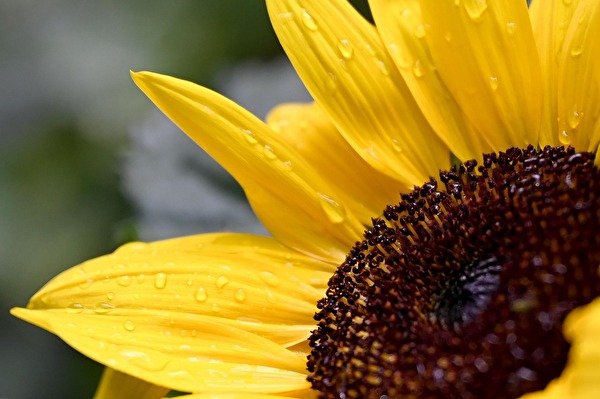 Image tournesol
