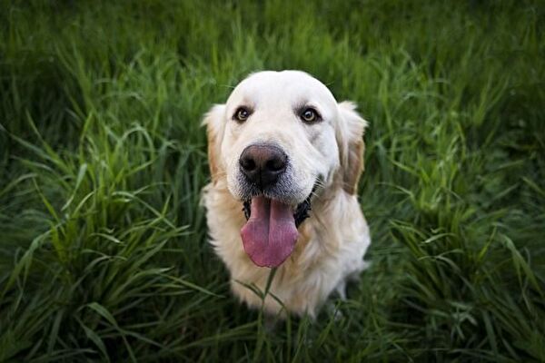 Image de chien