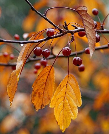 Image feuille automne