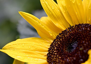 Image tournesol