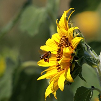 Image tournesol