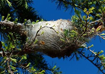 image de nids de chenilles processionnaires