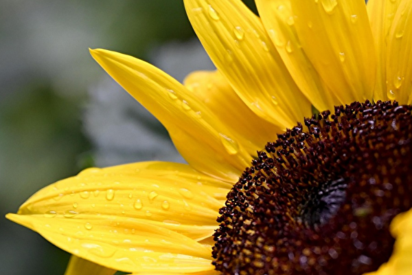 Image tournesol