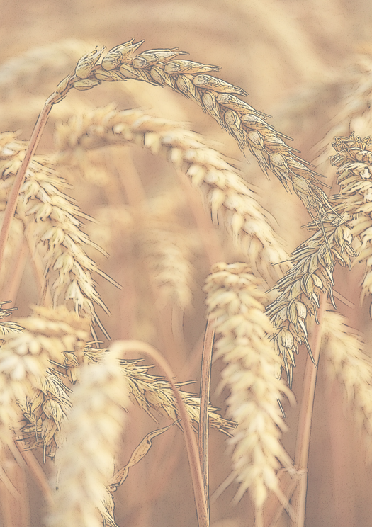 Image de blé