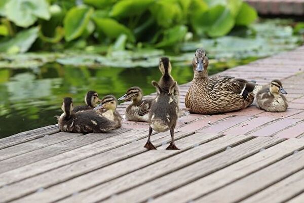 Image de canards