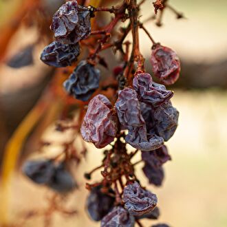 Image grappe de raisins