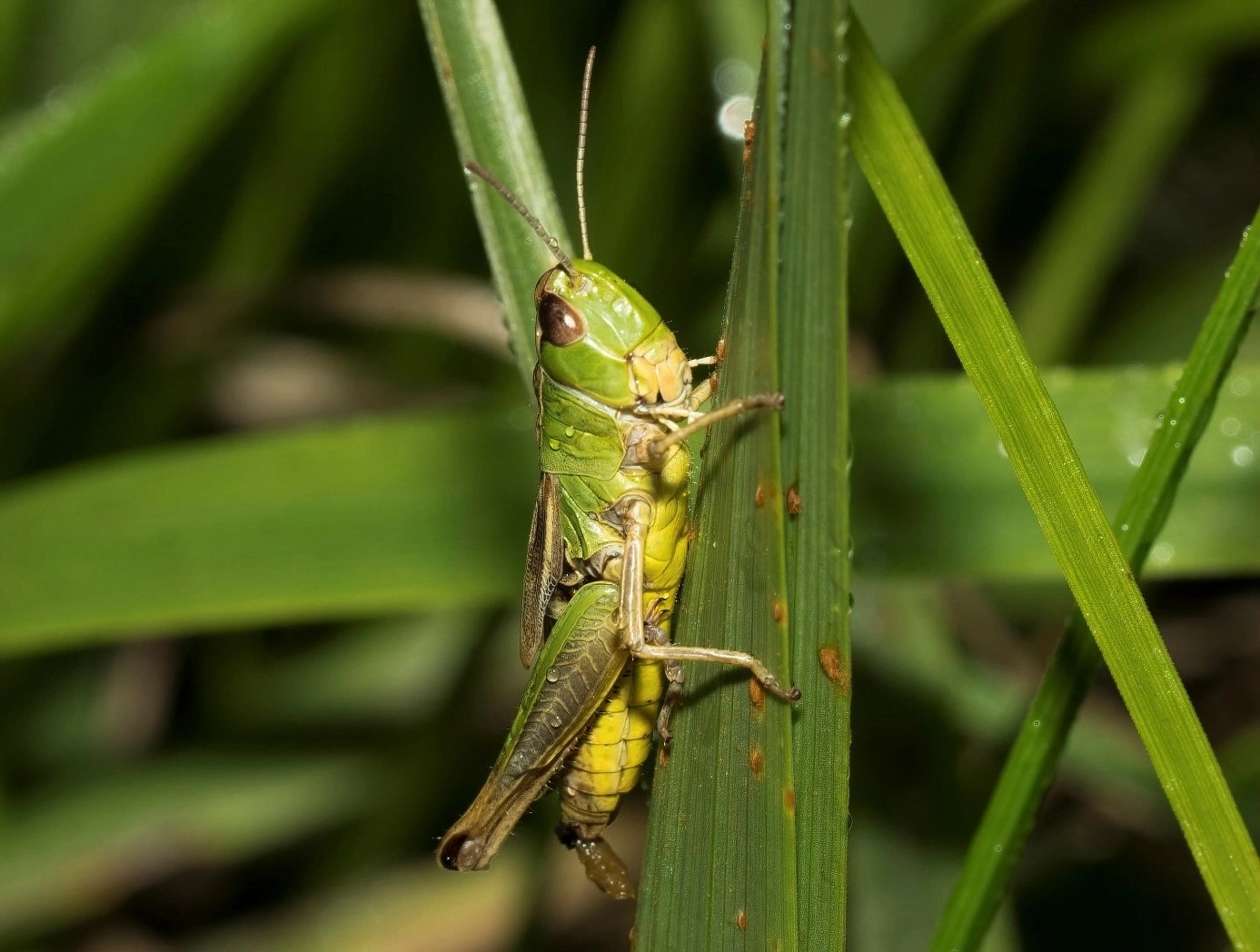 Gemeiner Grashüpfer
